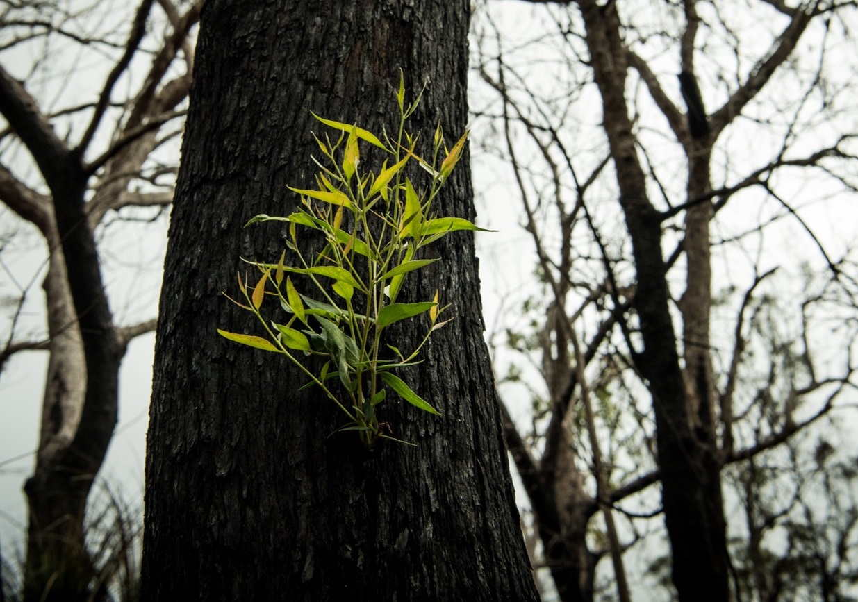 Bushfire: Part 1 - Ecology and Impact